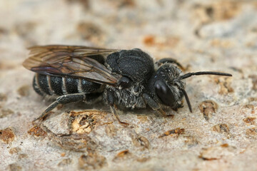 Closeup of the black cleptoparasite cuckoo bee, Stelis simillima from the Gard, France