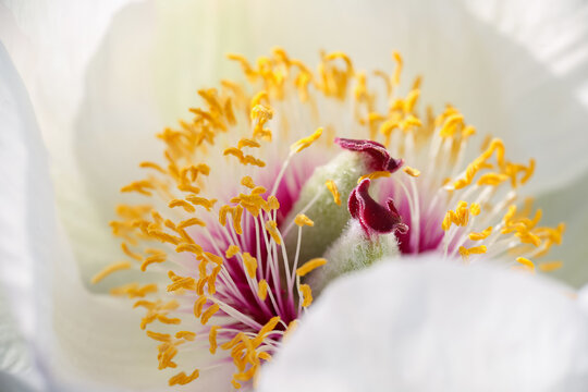 Paeonia Wittmanniana