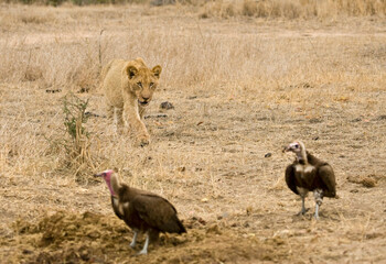 Afrikaanse Leeuw, African Lion, Panthera leo