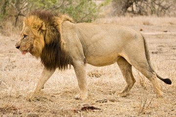 Afrikaanse Leeuw, African Lion, Panthera leo