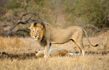Obraz premium Afrikaanse Leeuw, African Lion, Panthera leo