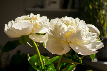 Bouquet of beautiful peony. Copy space. International Women's Day celebration. White wall background. Scandinavian interior.	