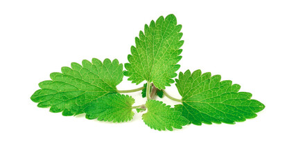 fresh lemon balm leaves isolated on white. lemon balm is a medicinal plant