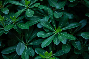 green​ leaf​ tree​ Pitosporo tobira background​ photo. 
