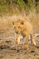 Afrikaanse Leeuw, African Lion, Panthera leo