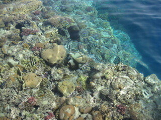 Obraz premium Scenic seascape with coral fish near coral reef in the Red Sea. Scuba diving in clear transparent water of the Red Sea.
