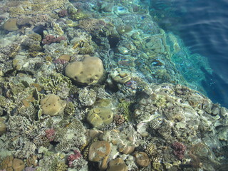 Scenic seascape with coral fish near coral reef in the Red Sea. Scuba diving in clear transparent water of the Red Sea.