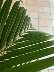 green palm tree 