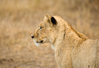 Afrikaanse Leeuw, African Lion, Panthera leo