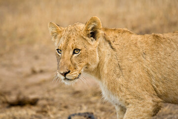 Obraz na płótnie Canvas Afrikaanse Leeuw, African Lion, Panthera leo