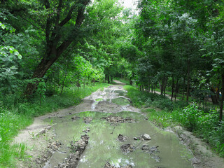 Badly damaged road in a dense green forest