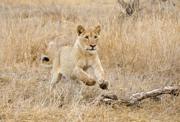 Afrikaanse Leeuw, African Lion, Panthera leo