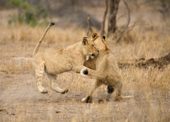 Afrikaanse Leeuw, African Lion, Panthera leo