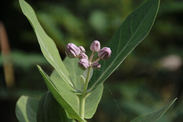 Obraz premium Flowers in Thailand in the morning