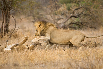 Afrikaanse Leeuw, African Lion, Panthera leo