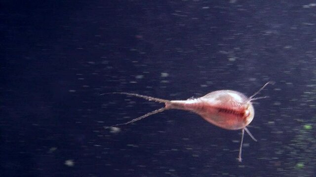 A tadpole shrimp (Triops longicaudatus) swims in slow motion.