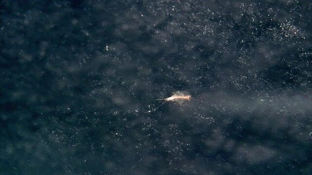 A small tadpole shrimp (Triops longicaudatus) swims in water.