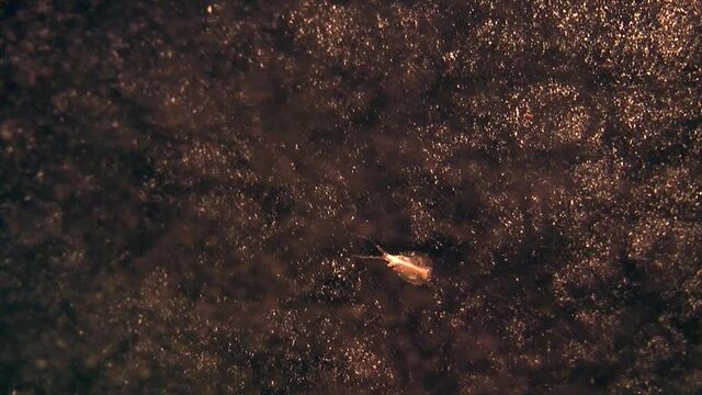 A small tadpole shrimp (Triops longicaudatus) swims through water.