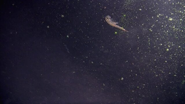 A brine shrimp (artemia) swims through water.