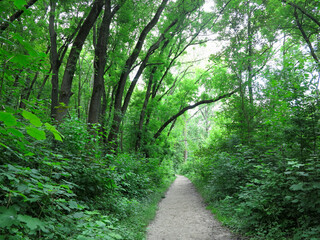 Fototapeta na wymiar Beautiful footpath through a dense green forest in summer