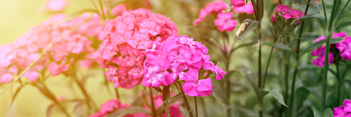 pink turkish carnation bush flower in full bloom on a background of blurred green leaves and grass in the floral garden on a summer day. banner. flare