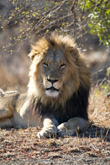 Afrikaanse Leeuw, African Lion, Panthera leo