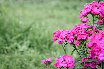 Obraz premium pink turkish carnation bush flower in full bloom on a background of blurred green leaves and grass in the floral garden on a summer day. space for text