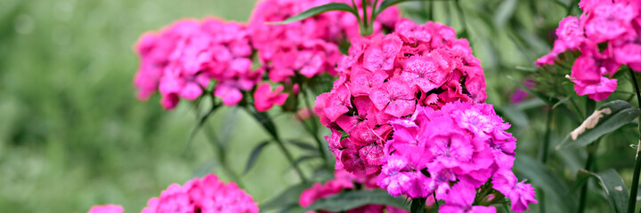 pink turkish carnation bush flower in full bloom on a background of blurred green leaves and grass in the floral garden on a summer day. banner