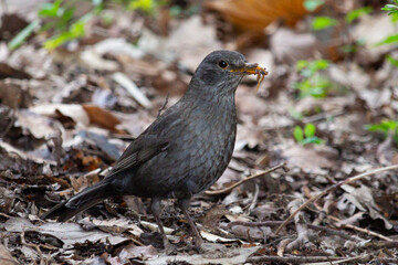 Blackbird, Turdus merula, lone male on the ground, holds a worm in its beak