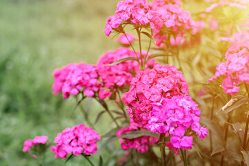 pink turkish carnation bush flower in full bloom on a background of blurred green leaves and grass in the floral garden on a summer day. flare