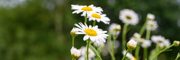 chamomile or daisy white flower bush in full bloom on a background of green leaves and grass on the field on a summer day. banner