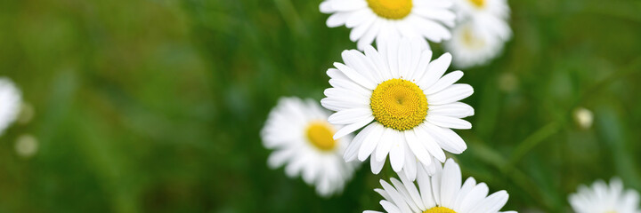 Fototapeta premium chamomile or daisy white flower bush in full bloom on a background of green leaves and grass on the field on a summer day. banner