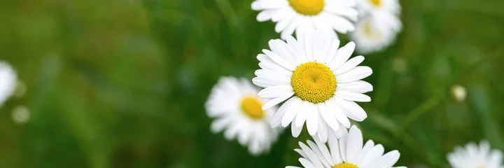 Foto op Canvas chamomile or daisy white flower bush in full bloom on a background of green leaves and grass on the field on a summer day. banner © Ksenia