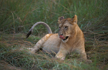 Lion, Leeuw, Panthera leo