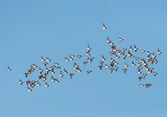 Fotobehang Kleine Alken vliegend boven pakijs  Little Auk's flying above pack ice © AGAMI