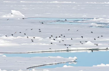 Fotobehang Kleine Alken vliegend boven pakijs  Little Auks flying above pack ice © AGAMI