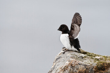 Kleine Alk, Little Auk, Alle alle