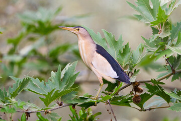 Woudaap, Little Bittern, Ixobrychus minutus