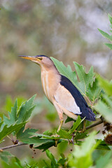 Woudaap, Little Bittern, Ixobrychus minutus