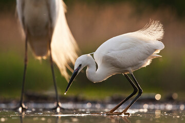 Kleine Zilverreiger, Little Egret, Egretta garzetta