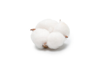 Cotton flower branch isolated on white background.