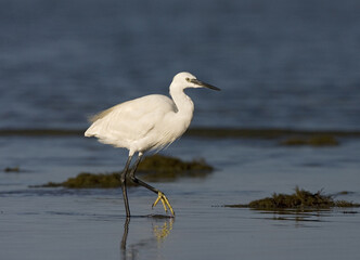 Obraz premium Little Egret, Kleine Zilverreiger, Egretta garzetta