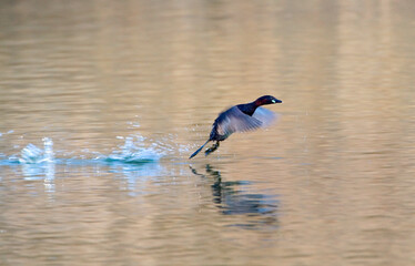 Dodaars, Little Grebe, Tachybaptus ruficollis