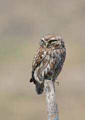 Little Owl, Steenuil, Athene noctua