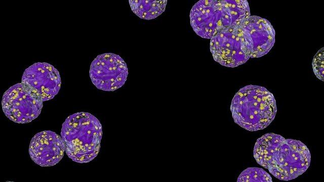 White blood cells flow, Neutrophils, against black