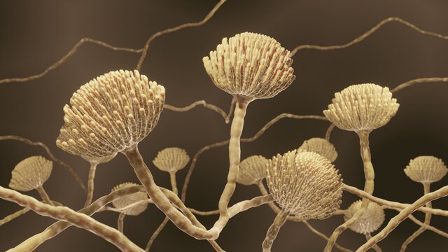 Mold fungi, Aspergillus accuarte 3d illustration