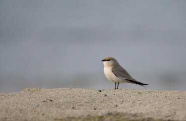 Kleine Vorkstaartplevier, Small Pratincole, Glareola lactea
