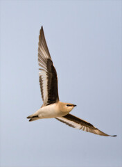 Kleine Vorkstaartplevier, Small Pratincole, Glareola lactea