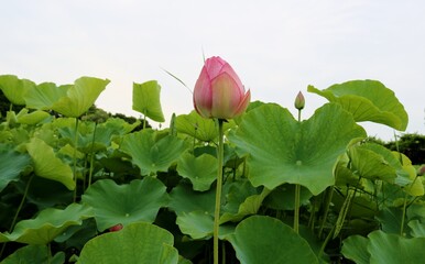 ふんわり癒しの蓮の花　つぼみ　梅雨　風景