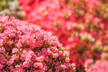 Obraz premium Close up on pink azalea flowers during tsutsuji matsuri festival of the Japanese Shintoist Nezu shrine adorned with blooming rhododendron flowers.